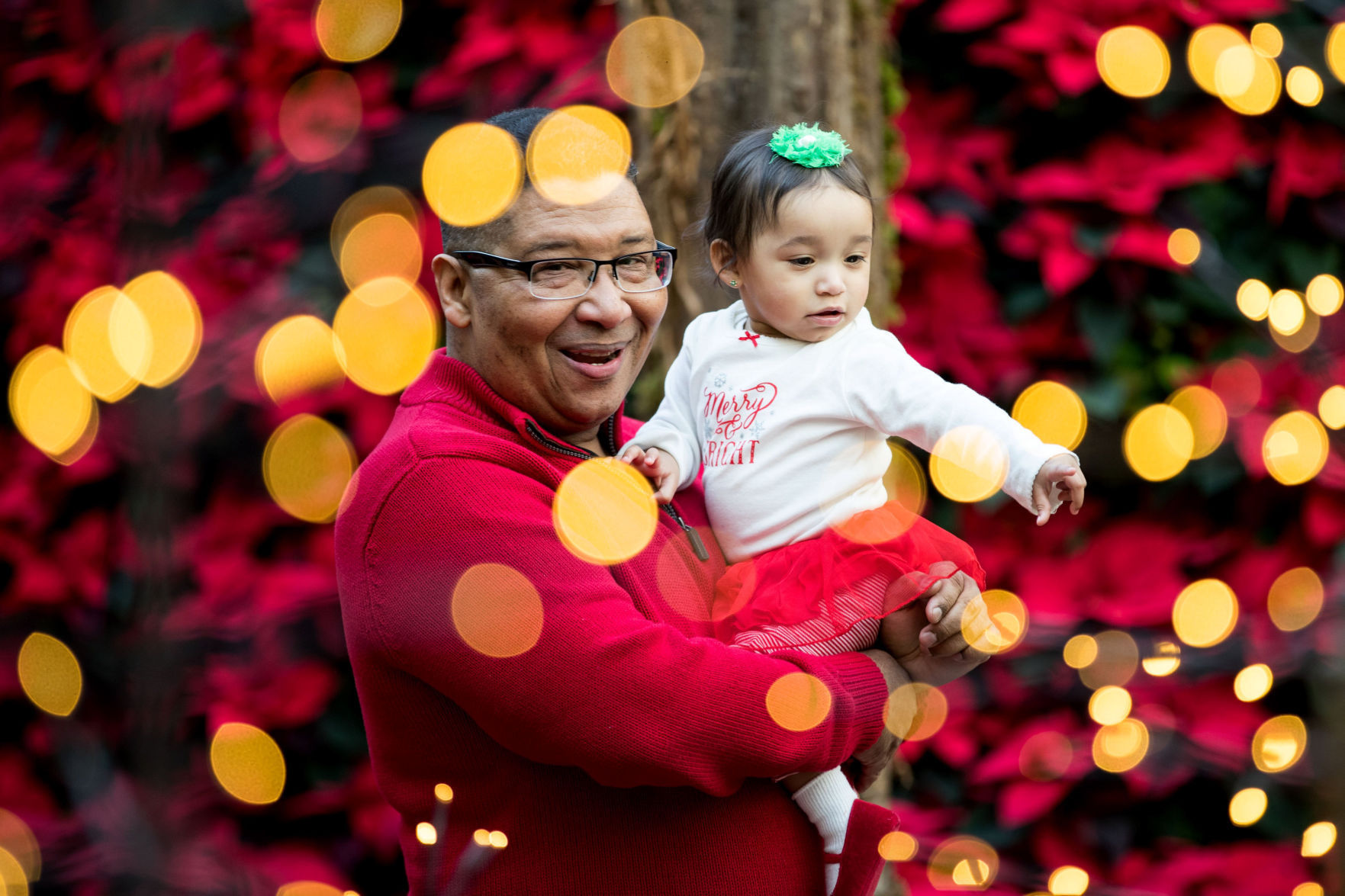 See thousands of colorful poinsettias